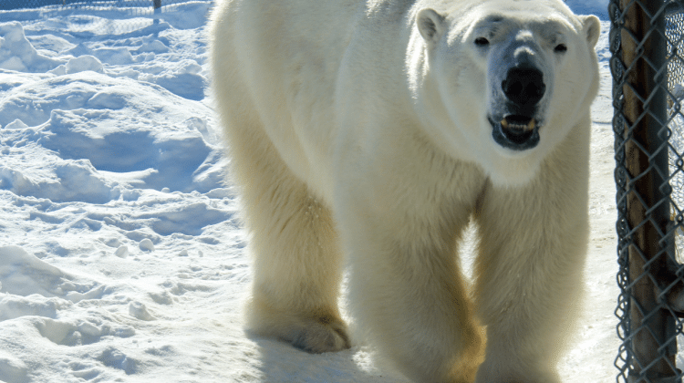Photo: Ganuk, one of three bears at the Cochrane Polar Bear Habitat. Supplied by Taylor Ablett.