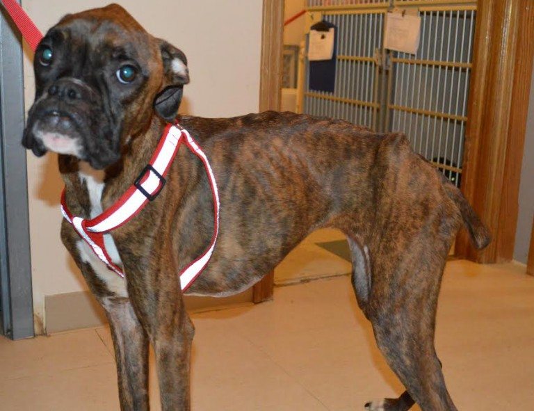 OSPCA looking for information on a dog found in bad shape