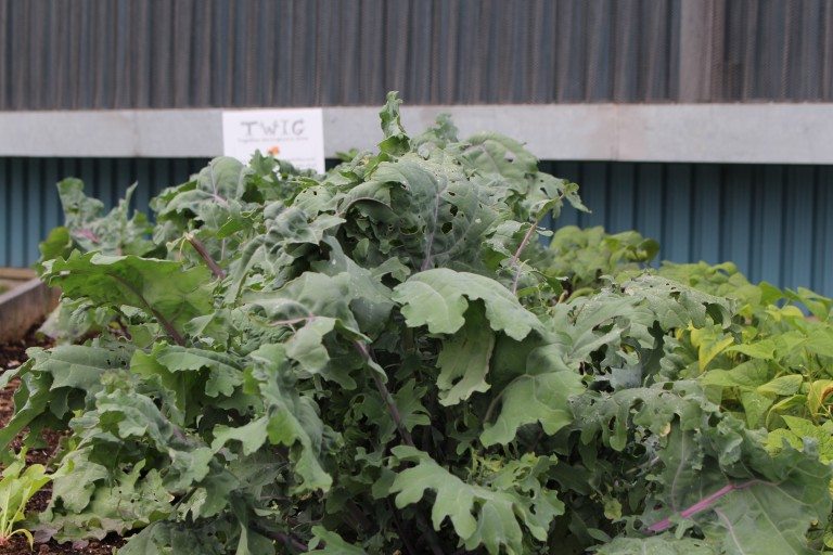 Total outdoor watering ban to go into effect next week in Timmins