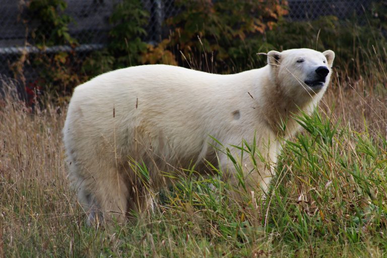 Polar Bear Habitat Opens Worlds Largest Outdoor Enclosure