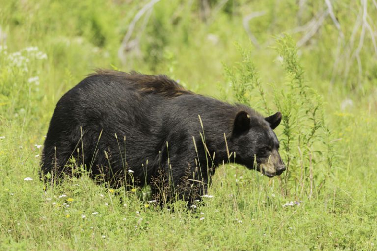 MNRF Warn You To Be Bear Wise This Long Weekend