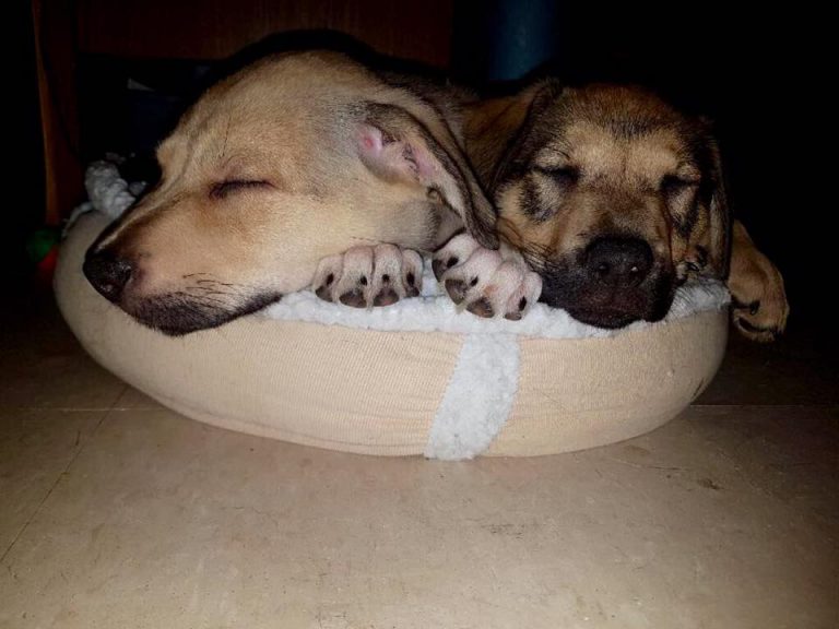 TPS Lays Charges for Stolen Puppies