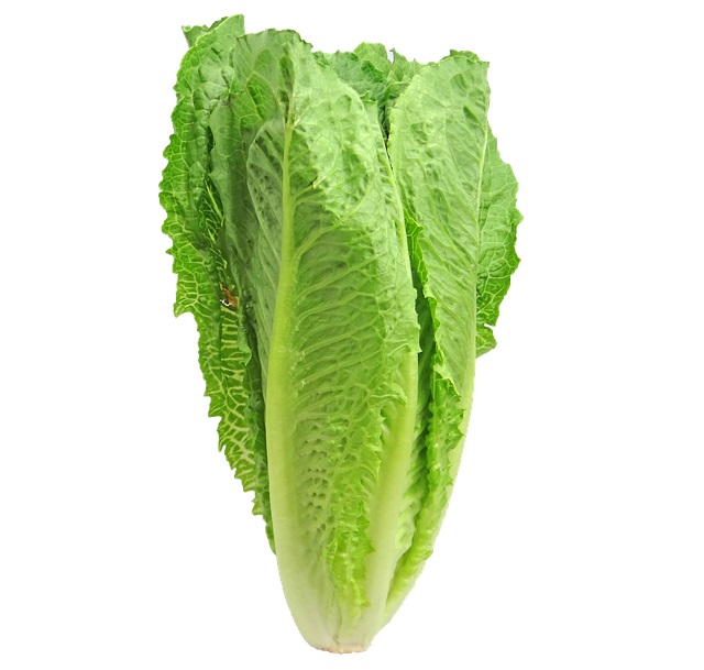 Romaine lettuce suspected of making people sick