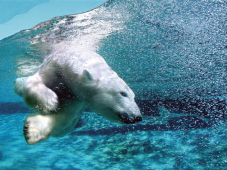 NEW TENANTS HEADED TO COCHRANE POLAR BEAR HABITAT