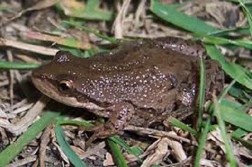 WE CAN HELP DECLINING FROG POPULATIONS