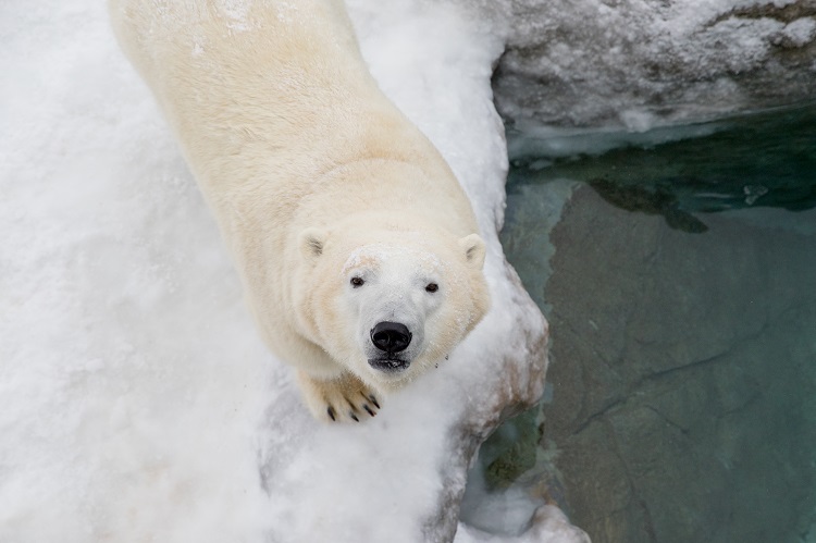 TWO NEW BEARS ARRIVE ON INTERNATIONAL POLAR BEAR DAY