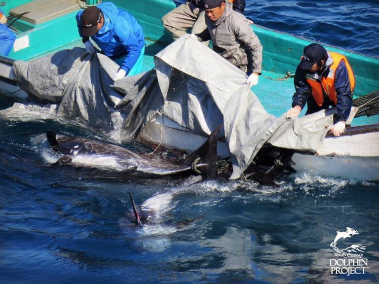 Timmins woman passionate about saving dolphins