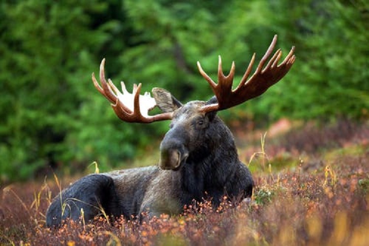 ‘Listening sessions’ for wildlife management review