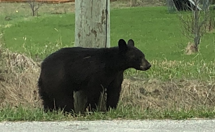 A bear sighting should not mean an automatic call to police