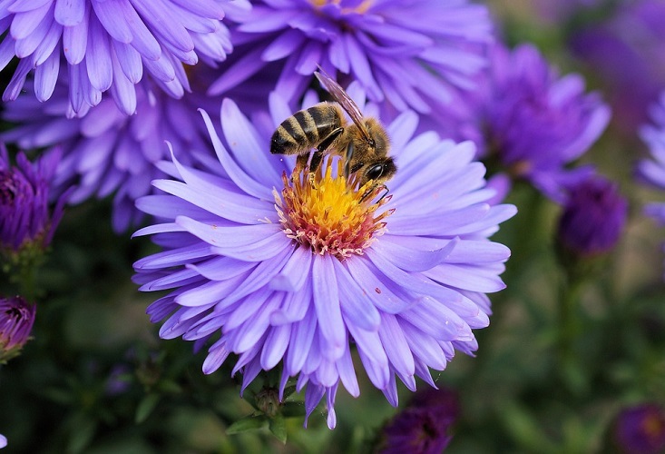 What’s the buzz?  Bees aren’t the only pollinators