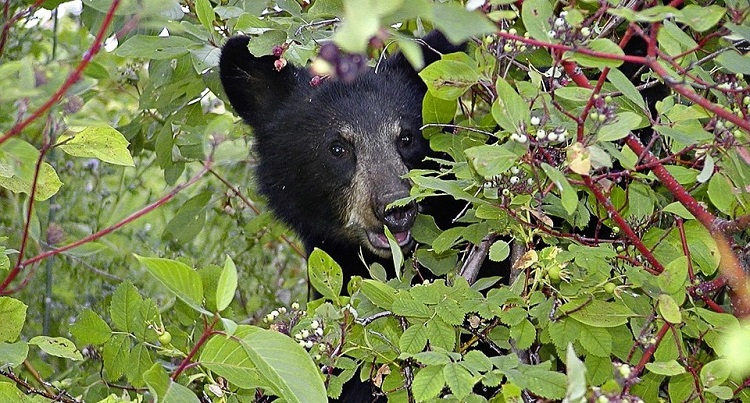 Barbed wire, sardines… and bears?