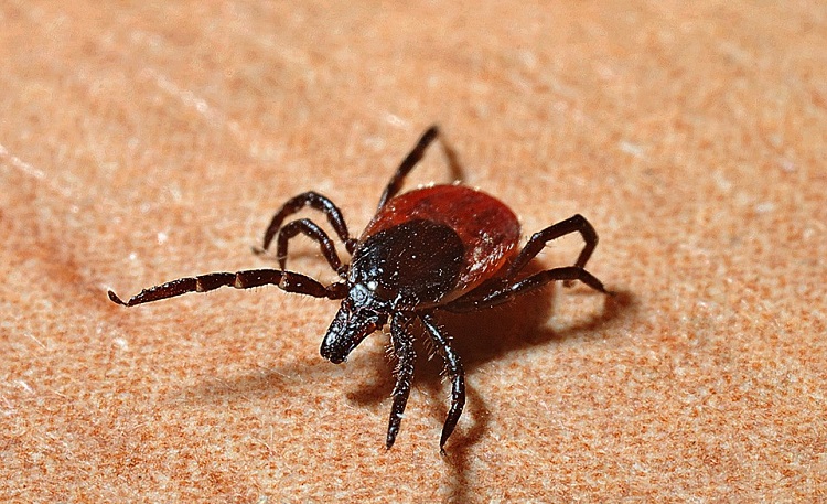 Why not to be complacent about Lyme disease found in Sudbury area