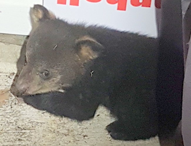 Apparently orphaned bear cub found in Schumacher *Adds MNRF input*