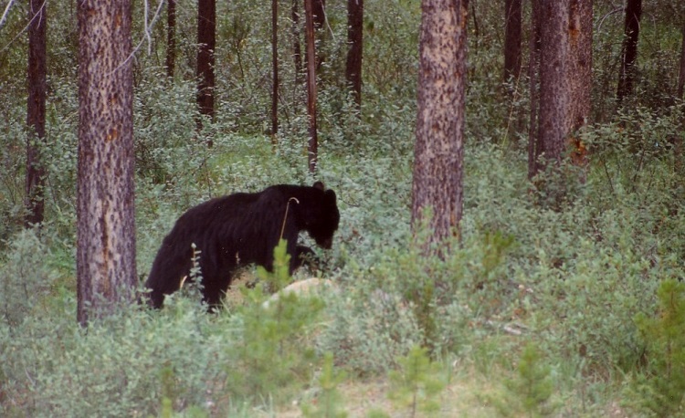 Black bear ‘humanely dispatched’ by Timmins Police in rural north end