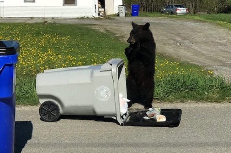 Buffet for a bear on MacLean Drive