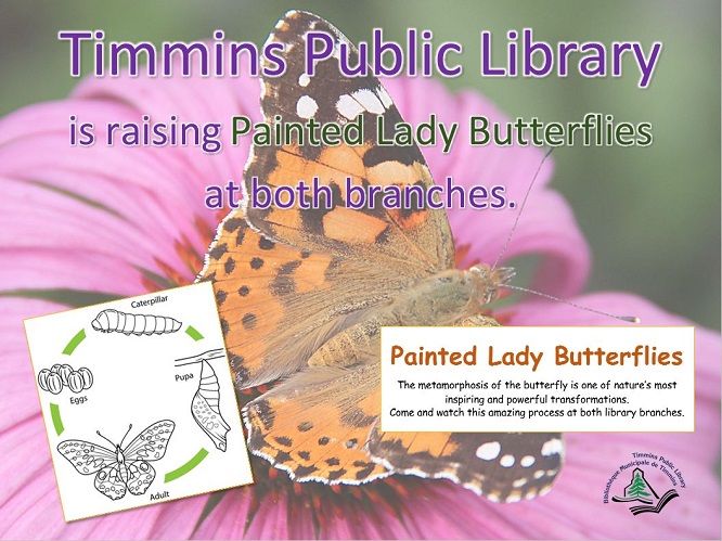 Libraries become butterfly hatcheries