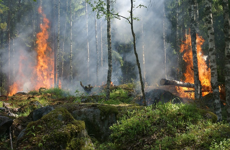 Forest on fire near Gogama  *UPDATED as of 8pm Sunday*