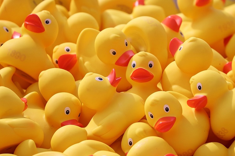 And the fastest quackers in Timmins are…