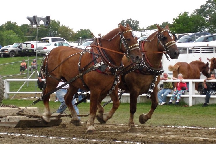 Fall Fair attraction:  Equine athletes that weigh up to a ton each