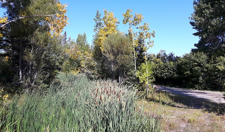 Unmistakable signs of fall