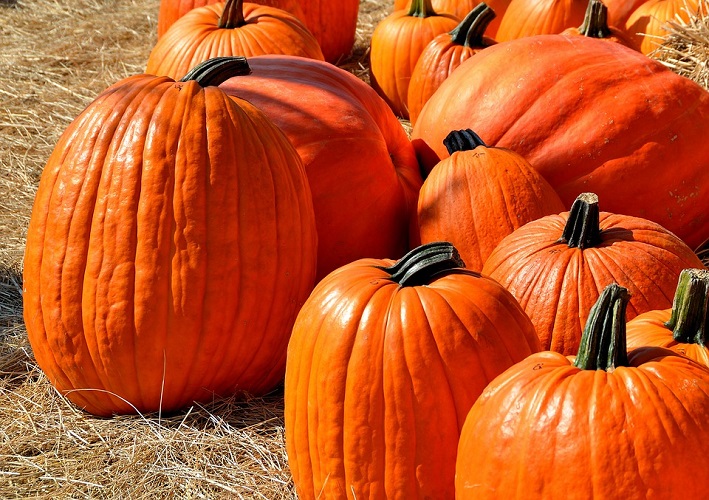 Mountjoy Farmers Market going strong into Fall, two Saturdays left