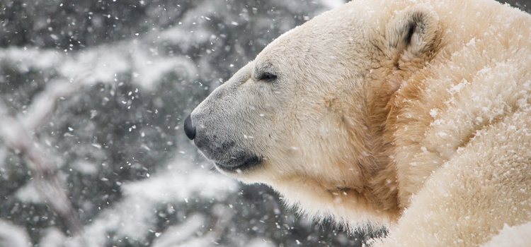 Cochrane Polar Bear Habitat doing well since opening on Canada Day