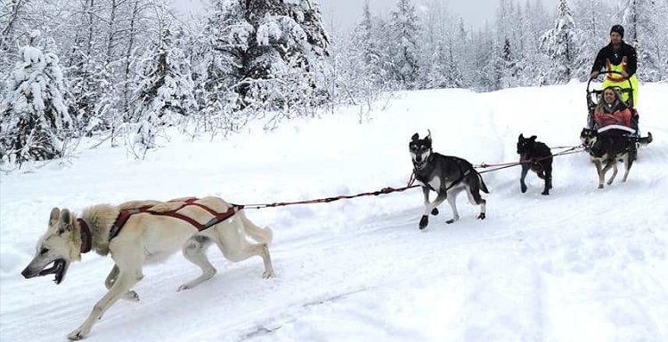 BIA winter carnival adds dog demonstration