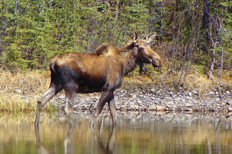 New system aims to improve chances of getting moose hunting tag
