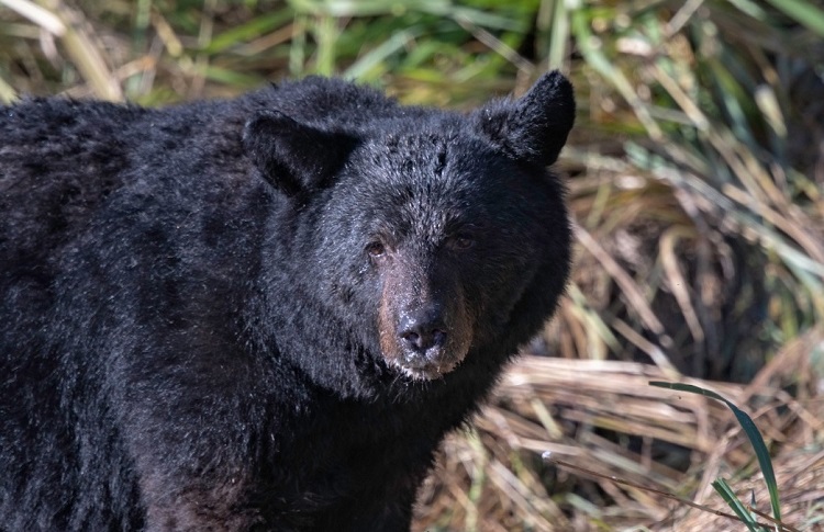 Live trap set for aggressive bear that approached a hiker at Hersey Lake