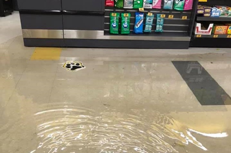 Heavy rain floods Porcupine Mall