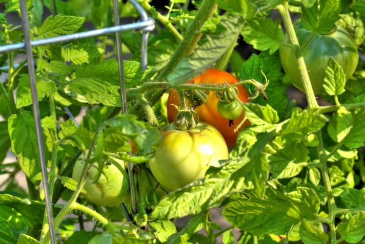Tomato activity set to get growing