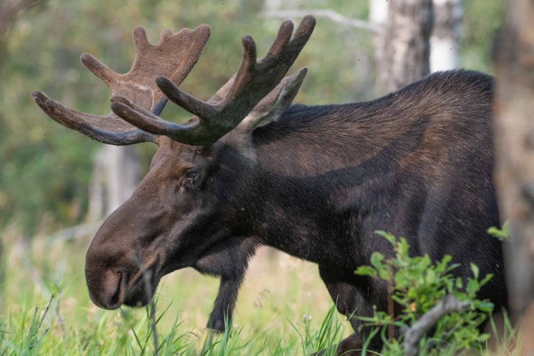 Illegal moose hunt has four men facing big fines and hunting license suspensions
