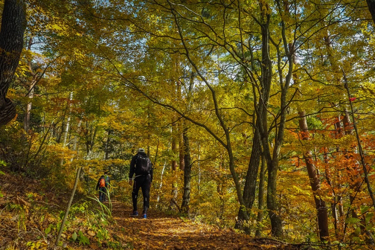 Annual fall hike goes virtual