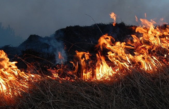 B.C. man ditches lawnmower, sets grass on fire: RCMP