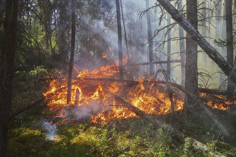 Wildland fire burning west of Shaw Creek Road