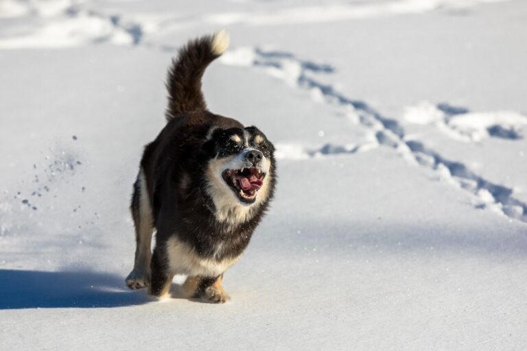 Measures going into place to keep dog park clean and open all winter