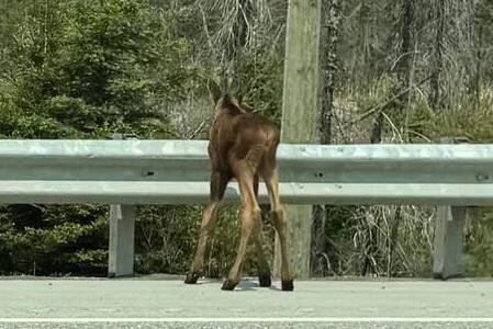 Elusive moose on the loose